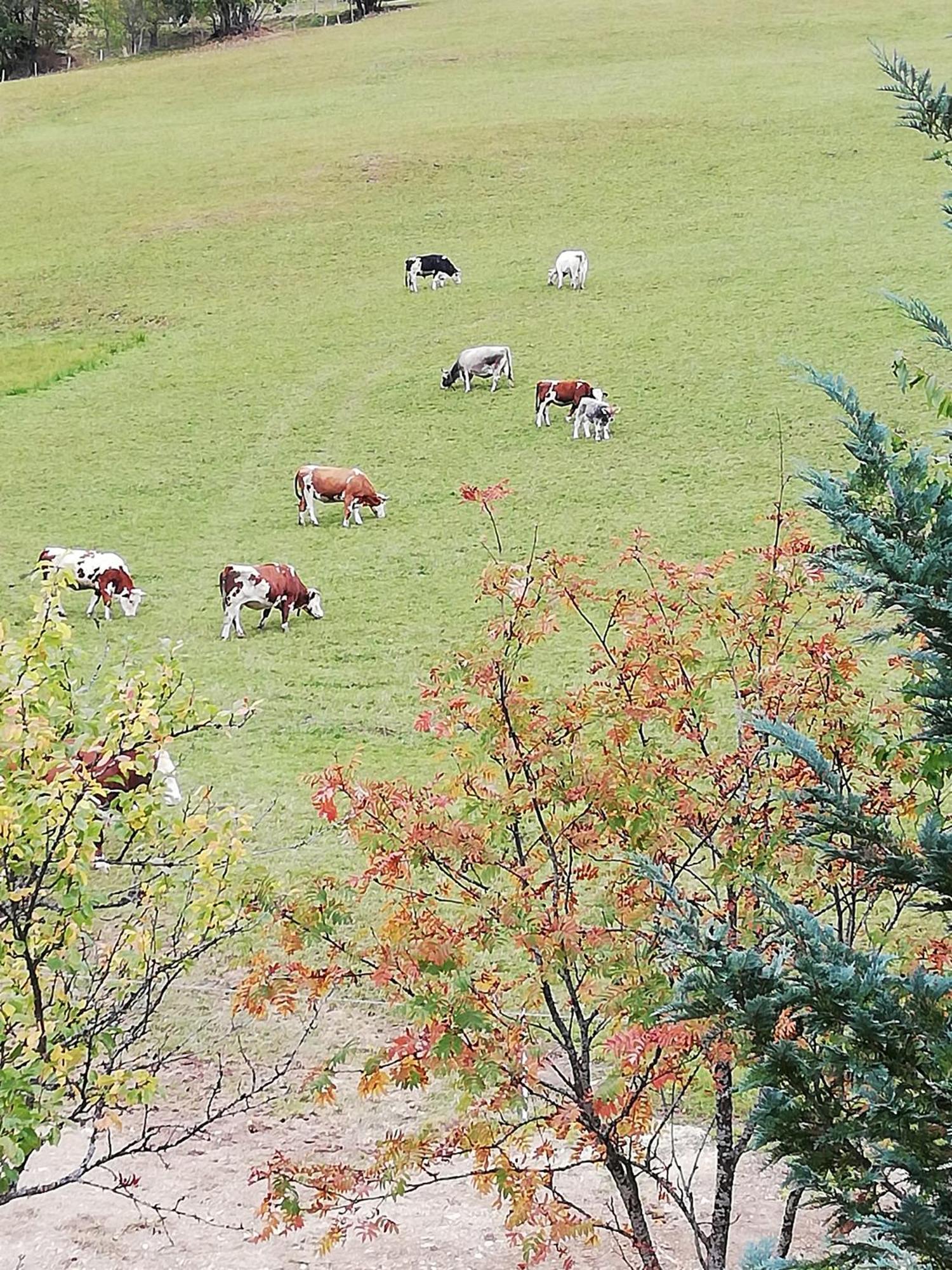 Farm stay Bauernhof Bachgut